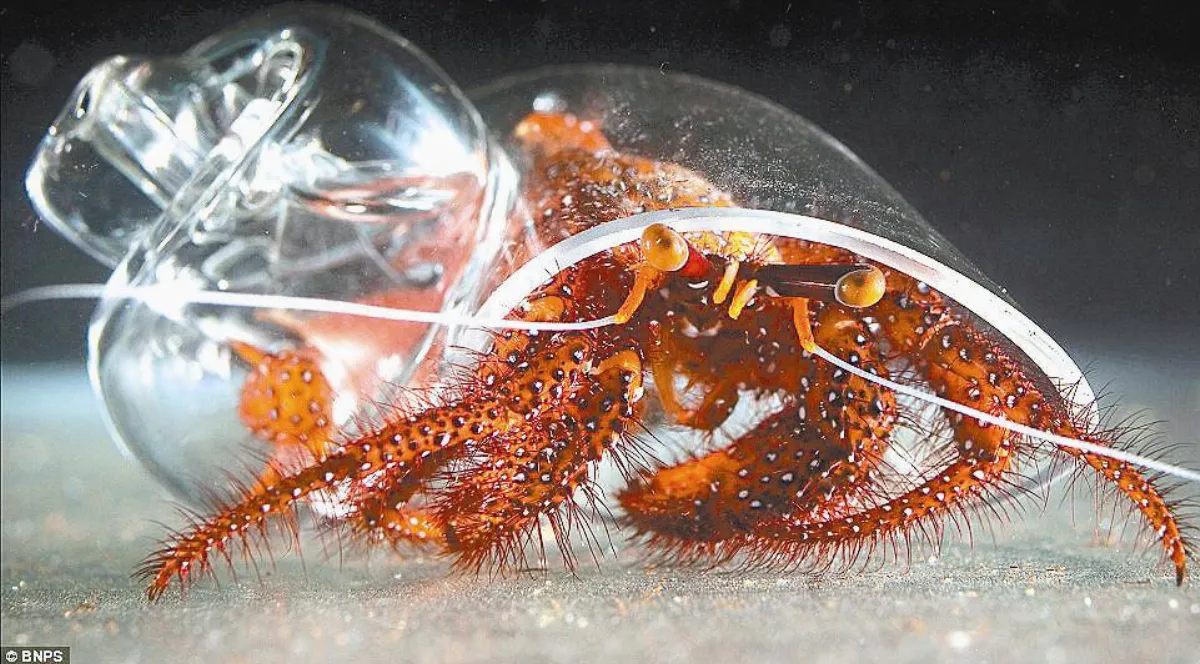 寄居蟹 住玻璃豪宅