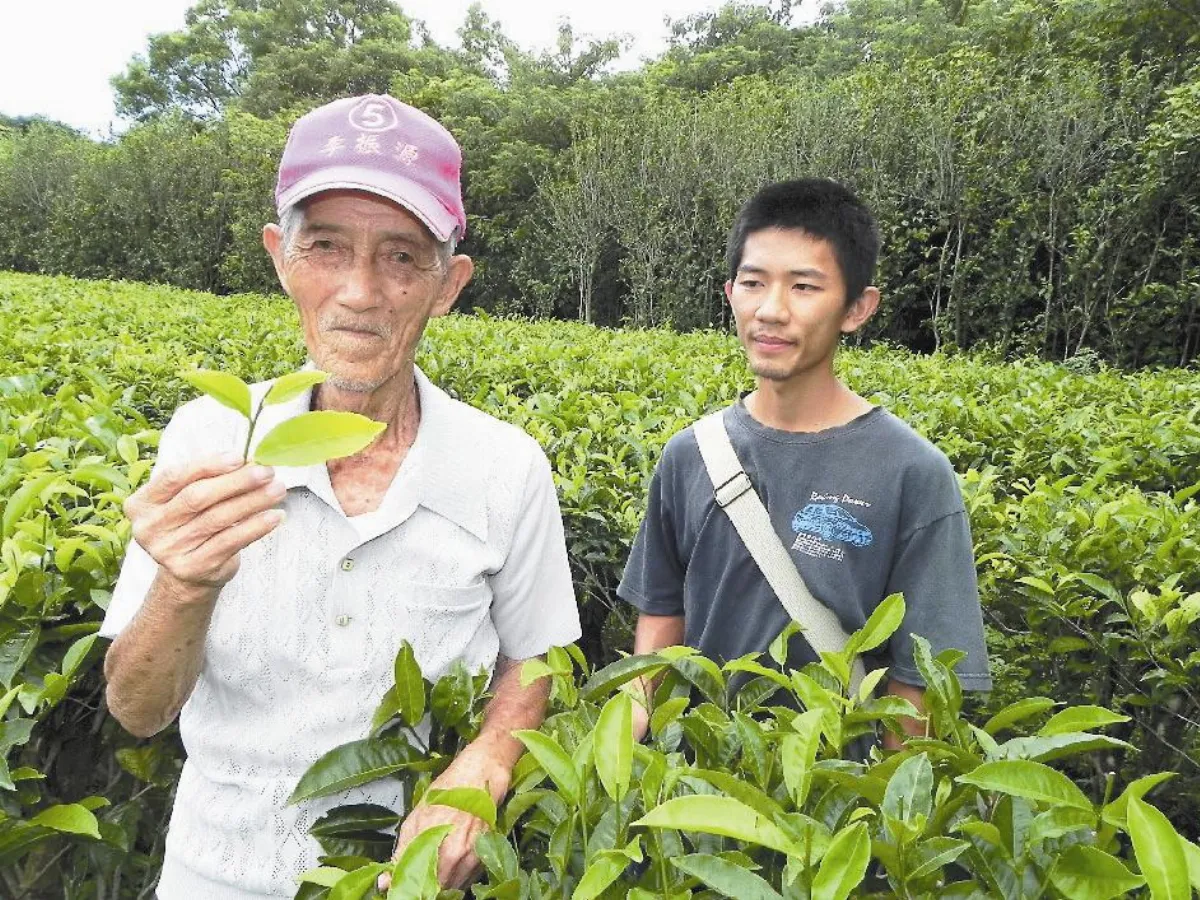 阿公種阿公茶 回甘不老