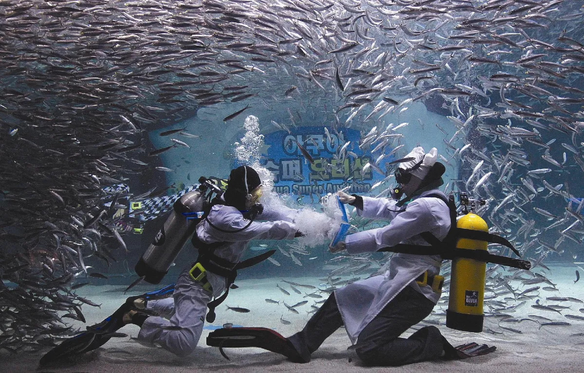 沙魚陣裡打跆拳
