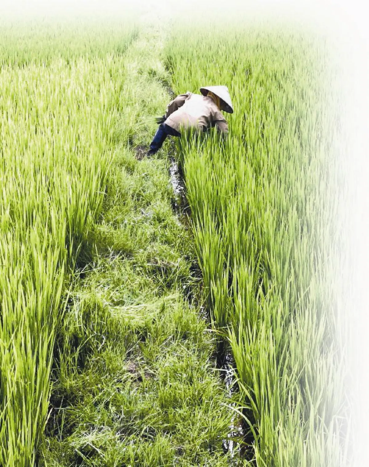 氣候暴走 糧食大計何去何從？