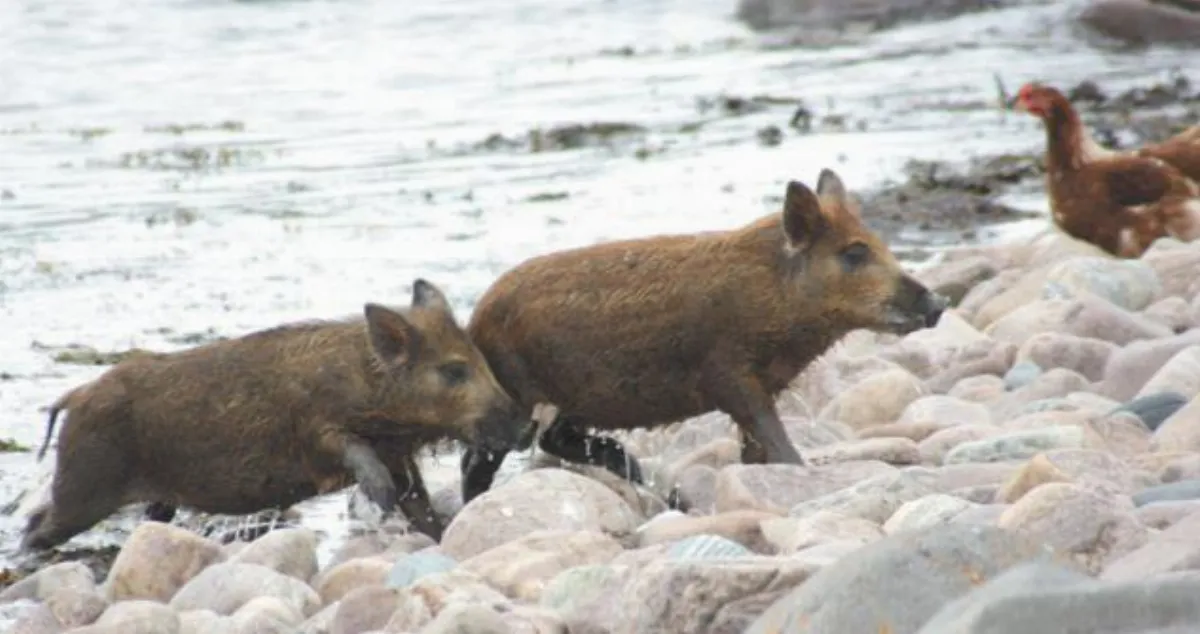 棄養荒島 2小豬游1.5公里返家