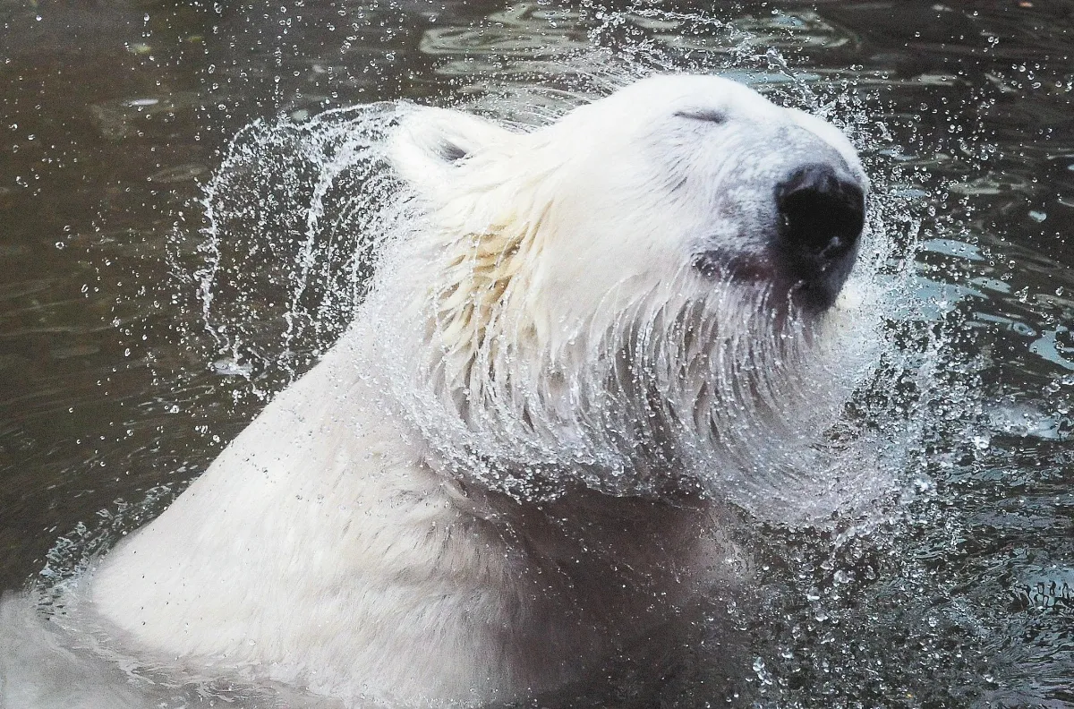 把暑氣甩掉！
