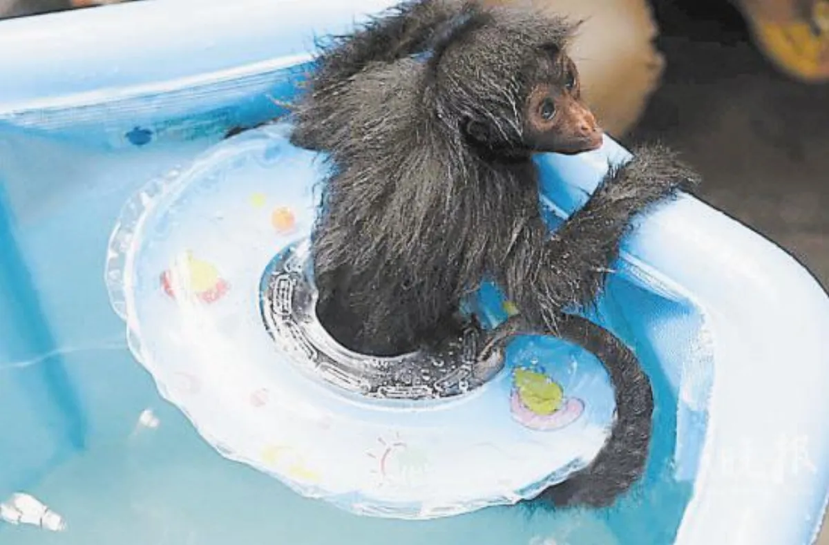 把暑氣甩掉！