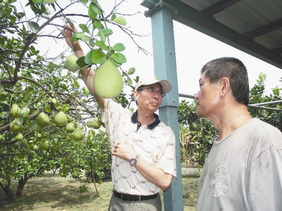 救文旦老樹 求教樹醫師
