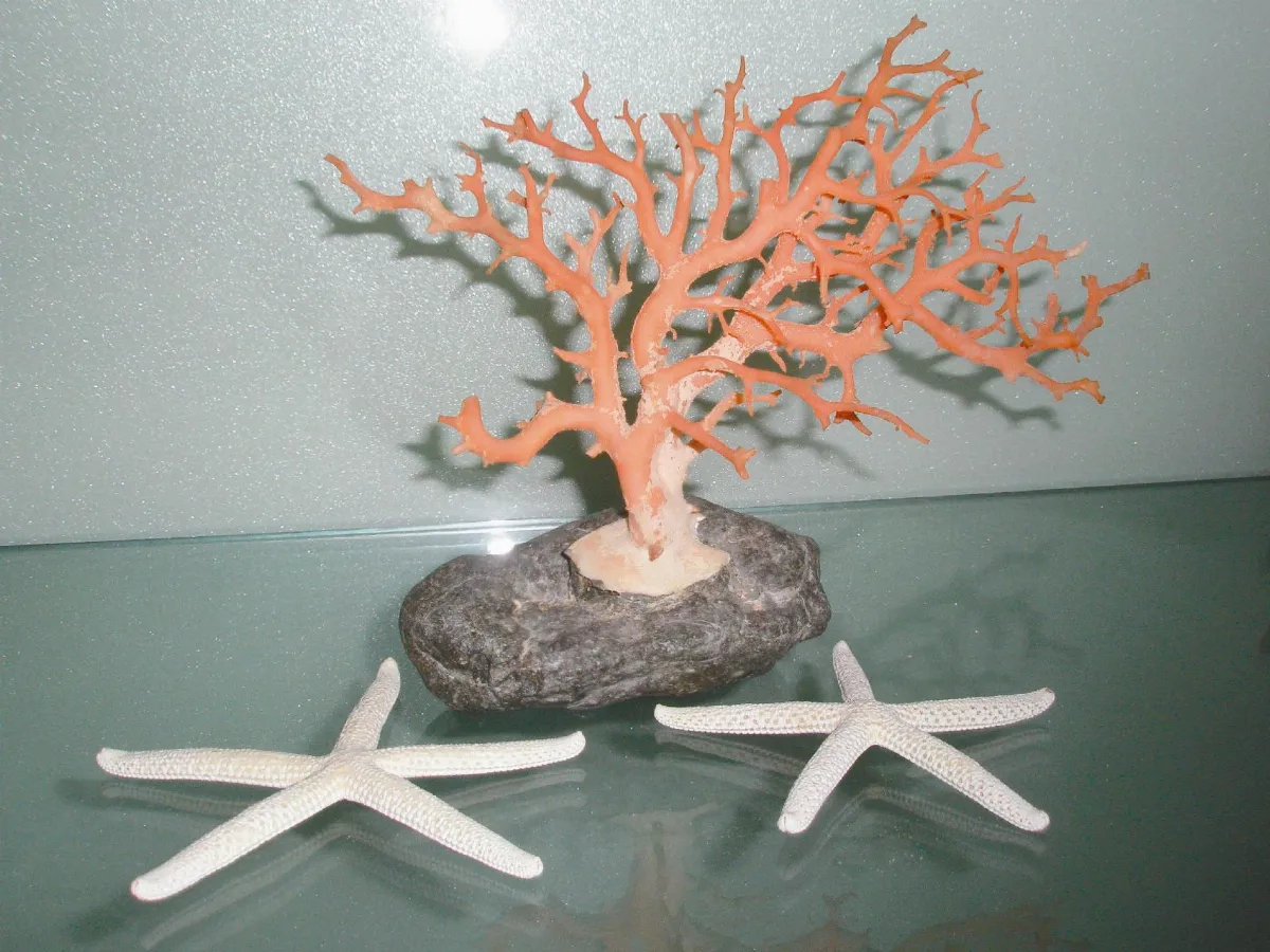 深海紅珊瑚