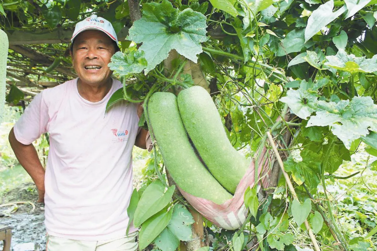 冬瓜雙胞胎 留子再種
