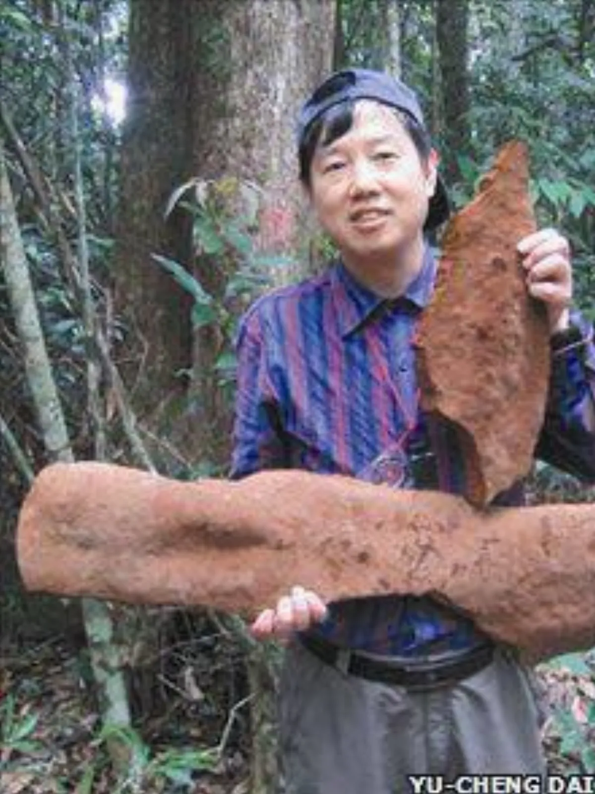 世界最大真菌 半噸重