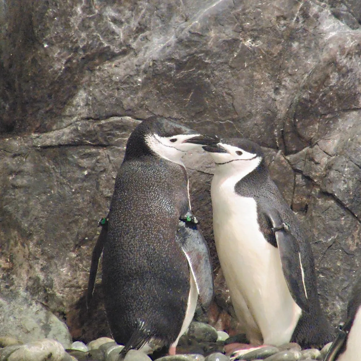 今夕七夕 從南到北甜蜜相約