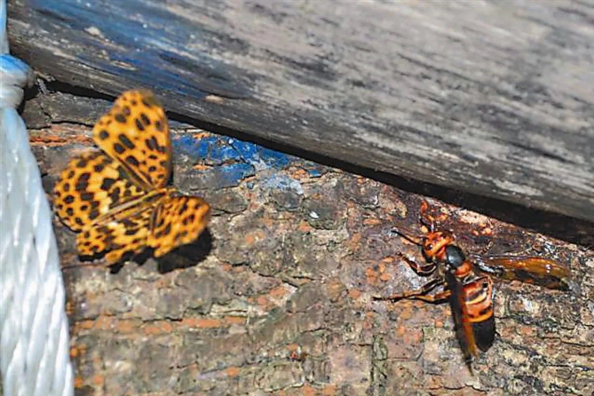 愛分一杯羹的黃蛺蝶