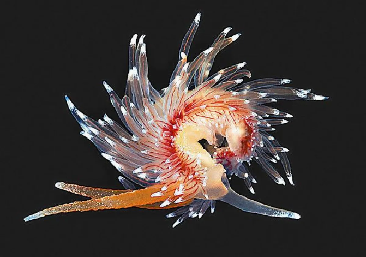 北極深海 透明生物