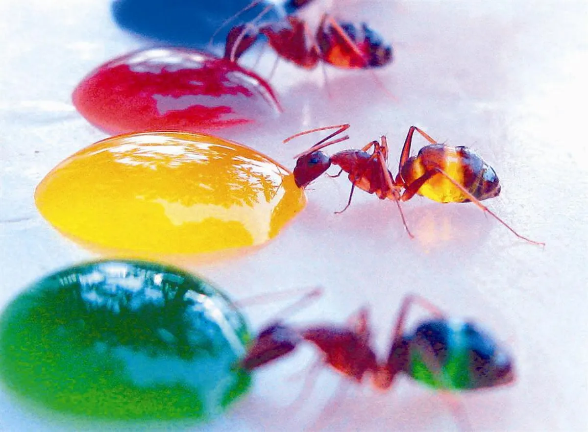 變色螞蟻的奧秘