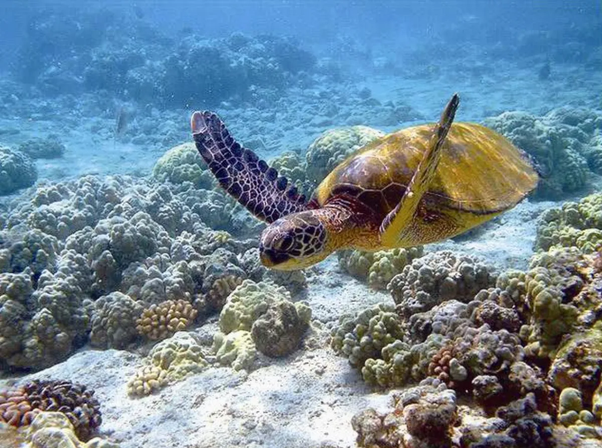 海龜