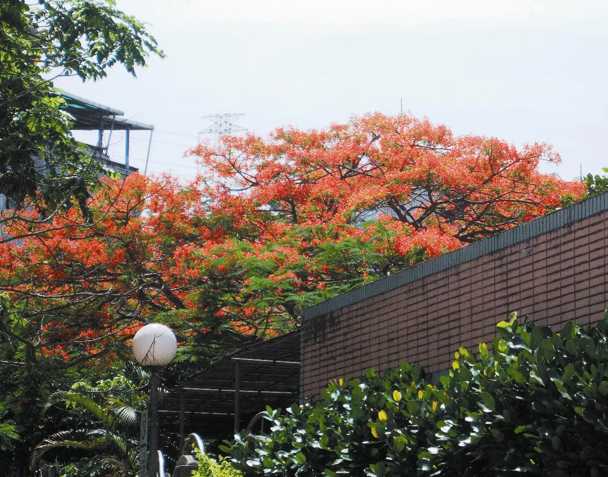 【生活快門】鳳凰花開 熱情如火