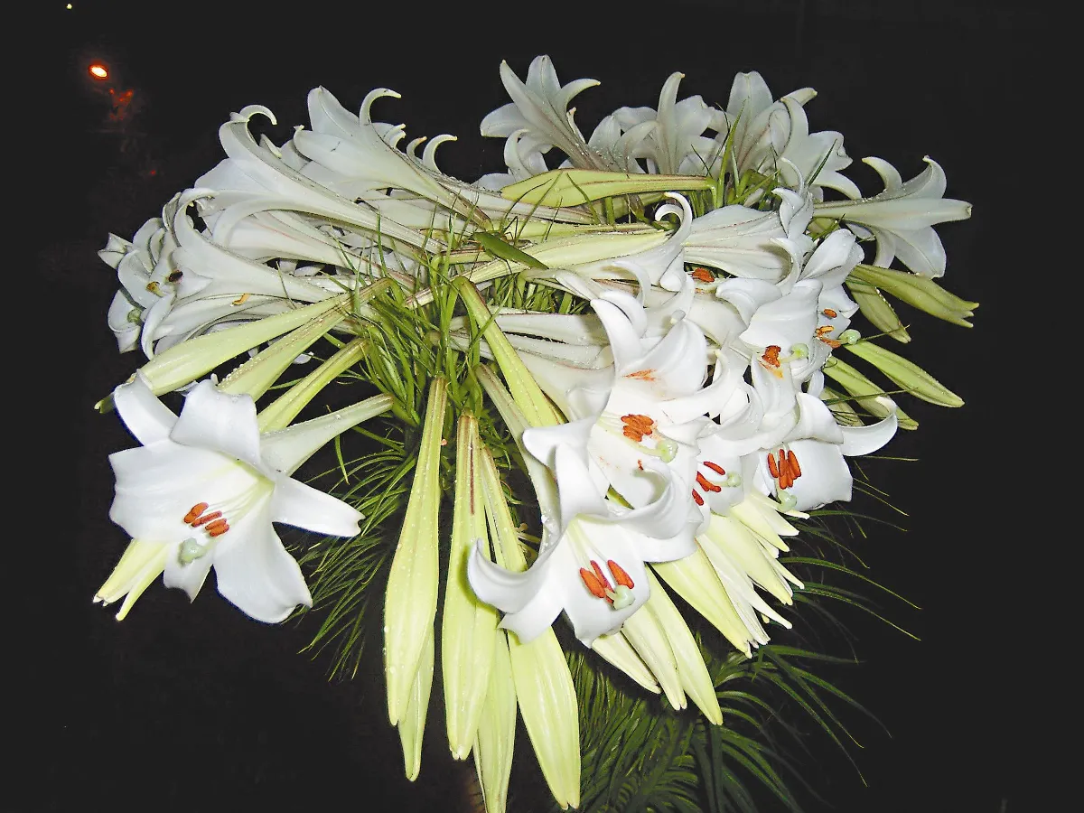 1株百合 80朵花