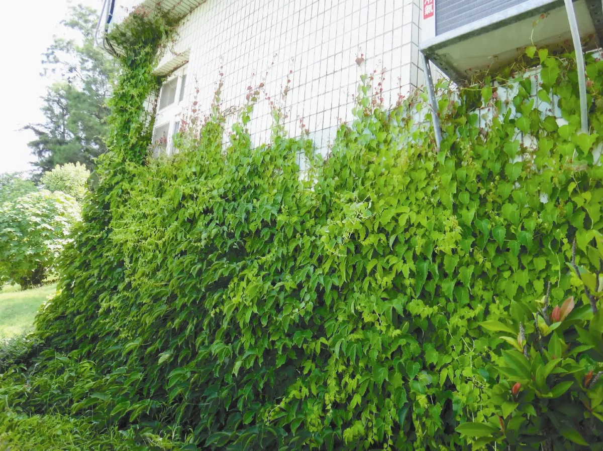綠建築 涼啊涼！