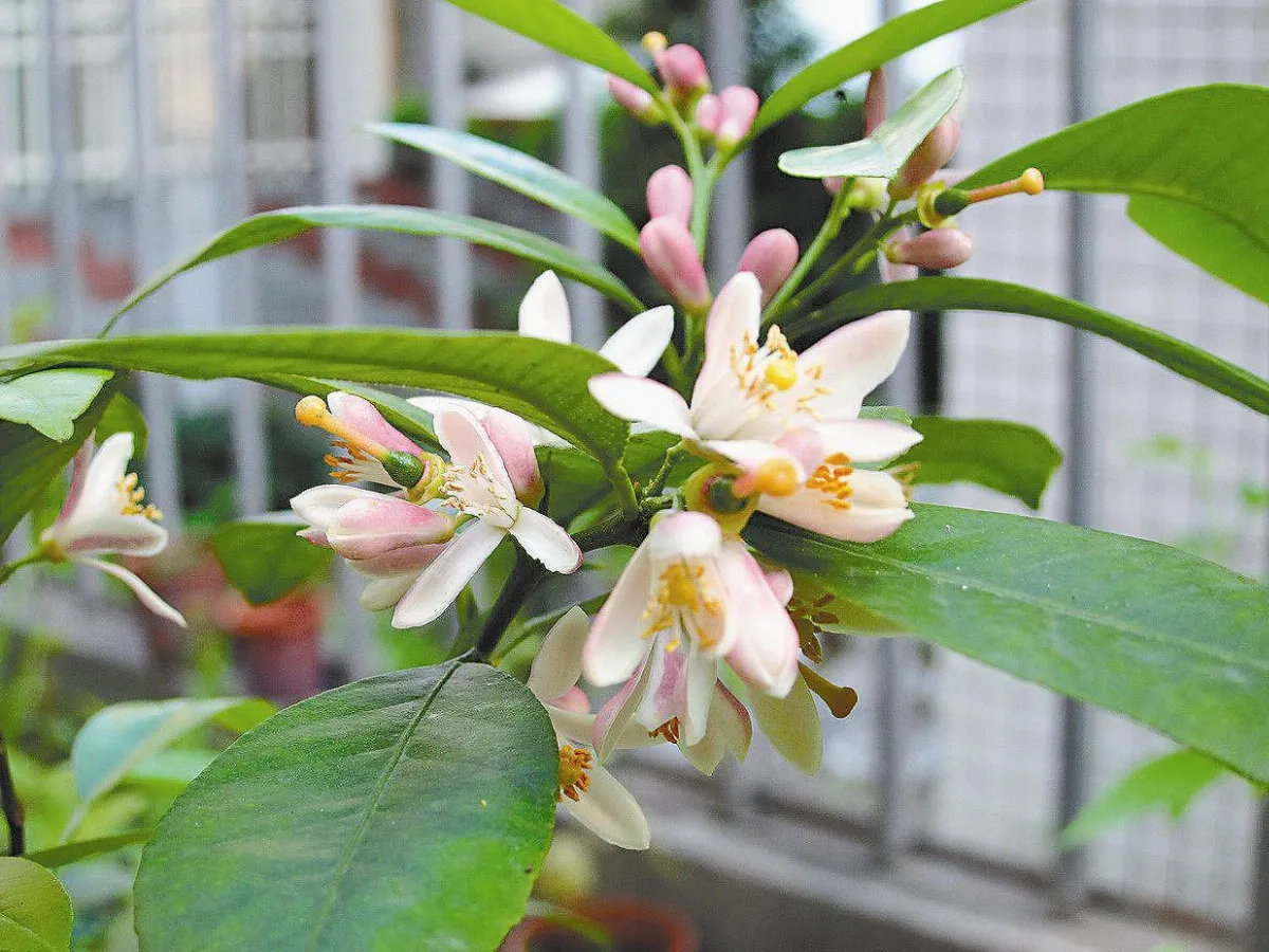 我的幸福花園
