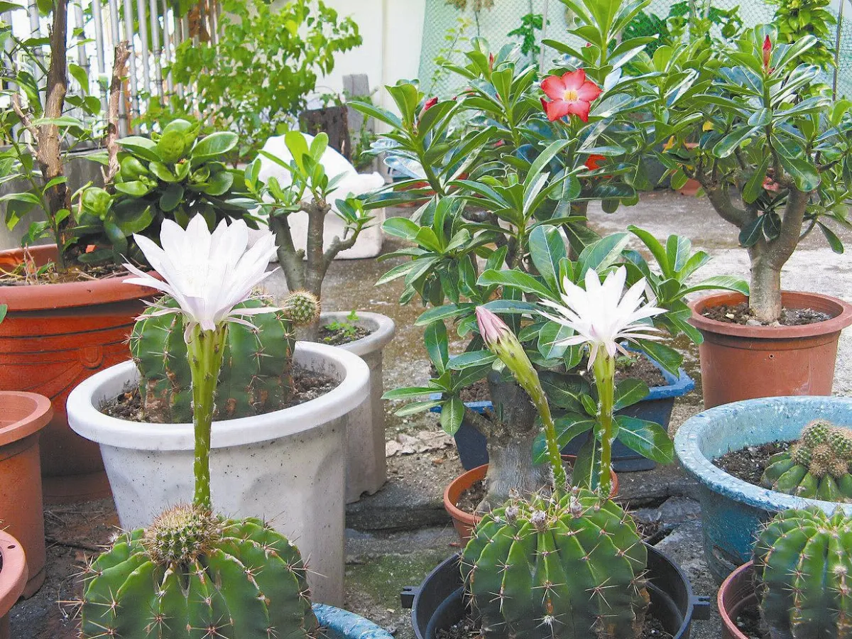 我的幸福花園