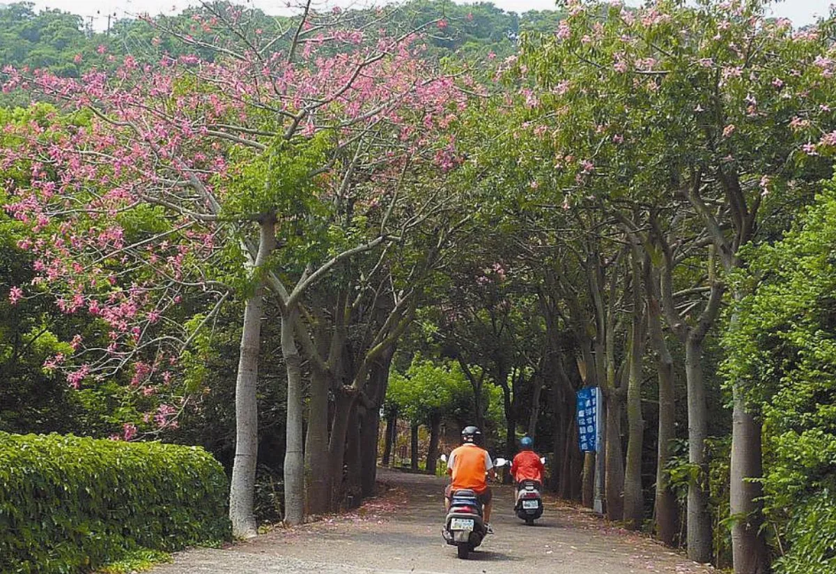 【社區部落格】台中陽明山 每月是花季