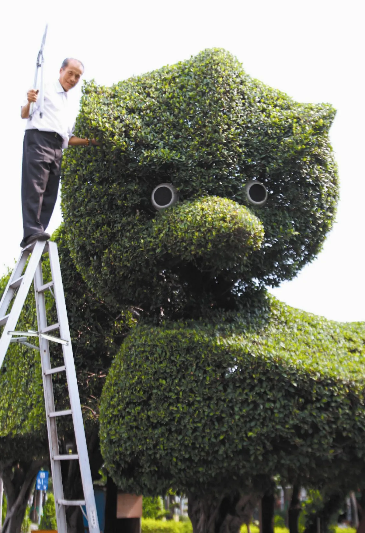 高雄樹雕整型 恰似憤怒鳥