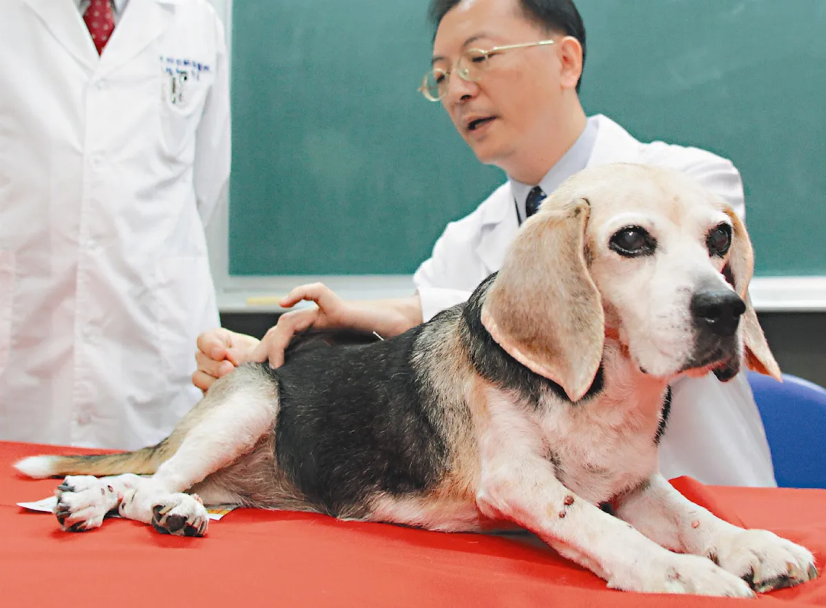 中醫針灸 讓癱瘓狗健康行走