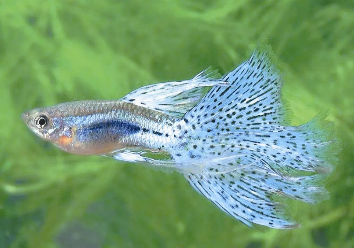 趣解魚字