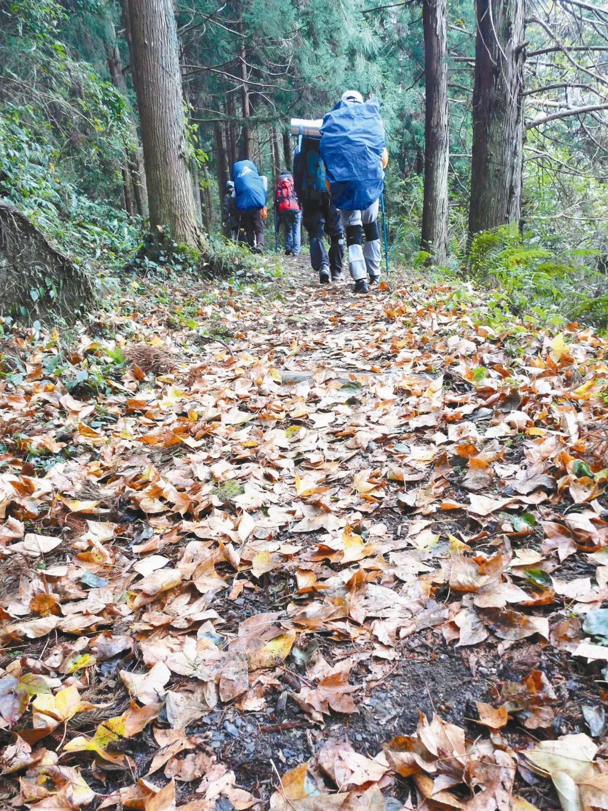 樹種海拔愈高  年輪愈清楚