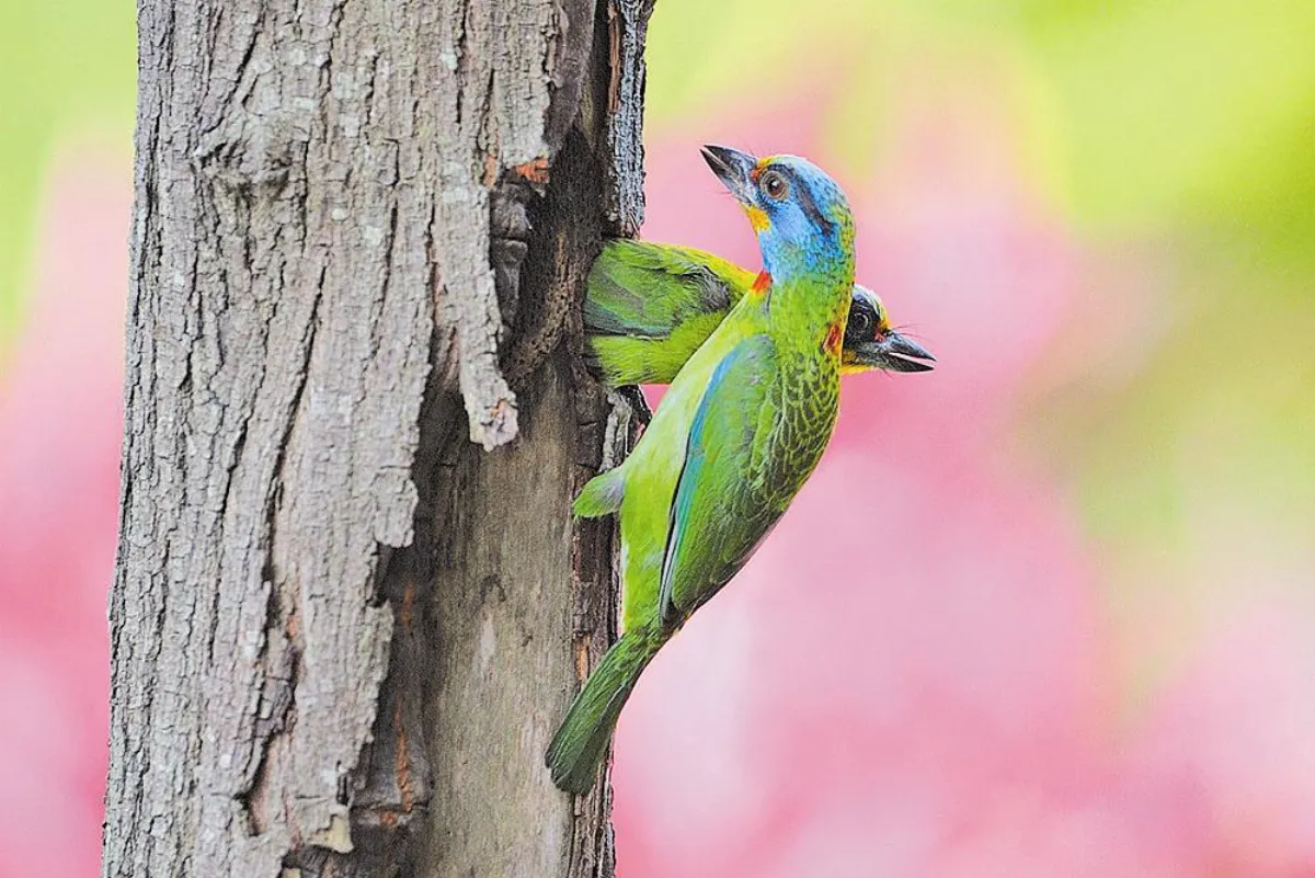 五色鳥溫馨育雛全記錄