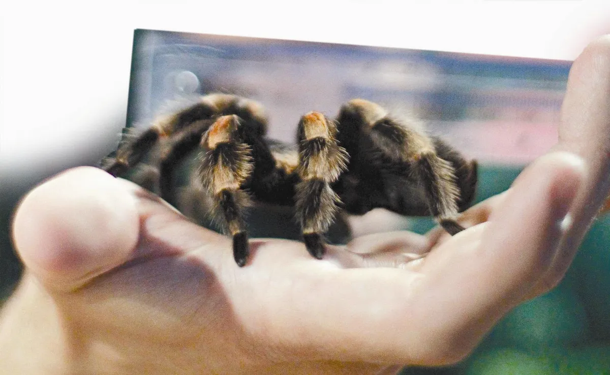 動物園年度普查