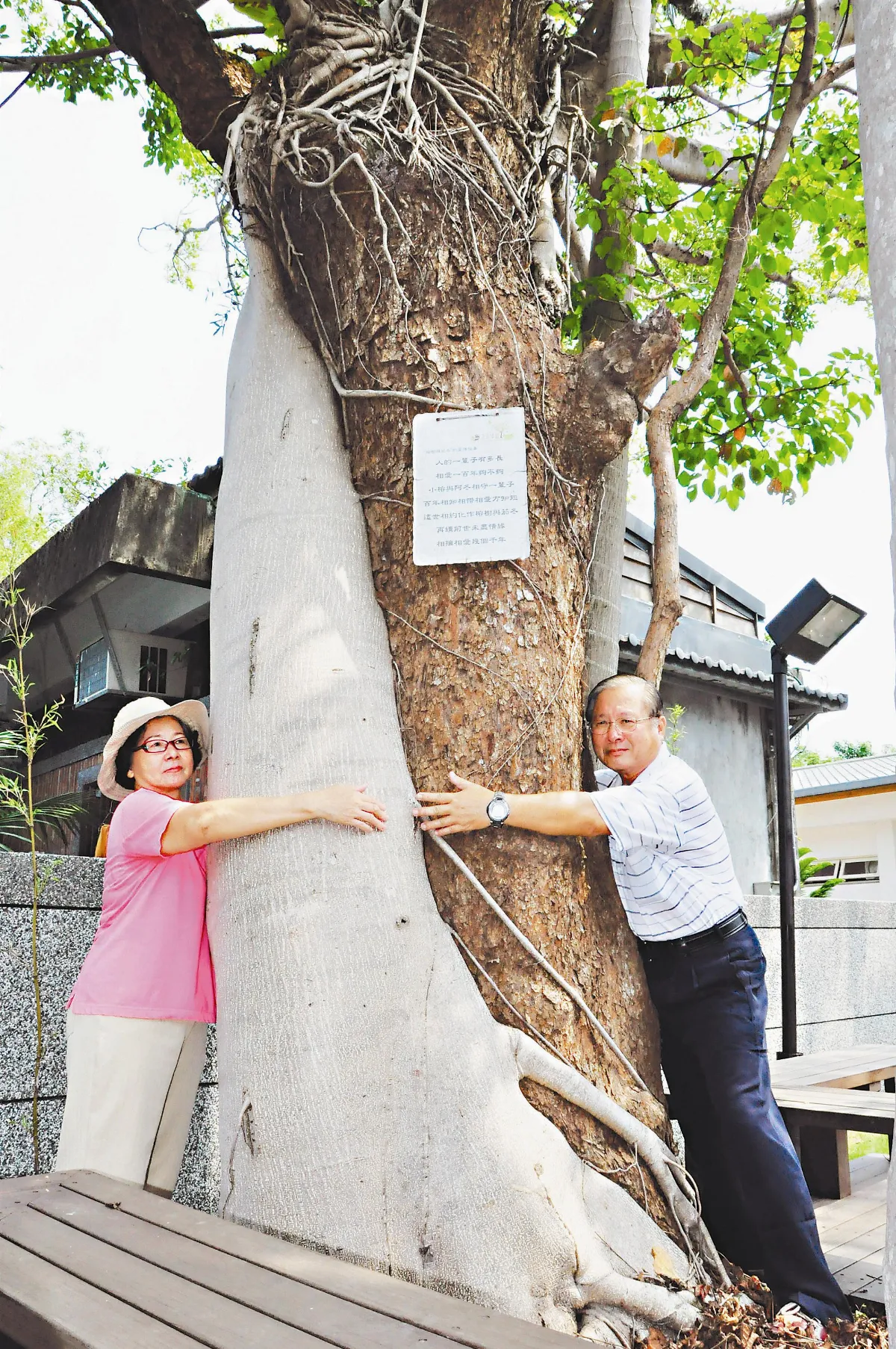 老樹相擁90載 11月成親