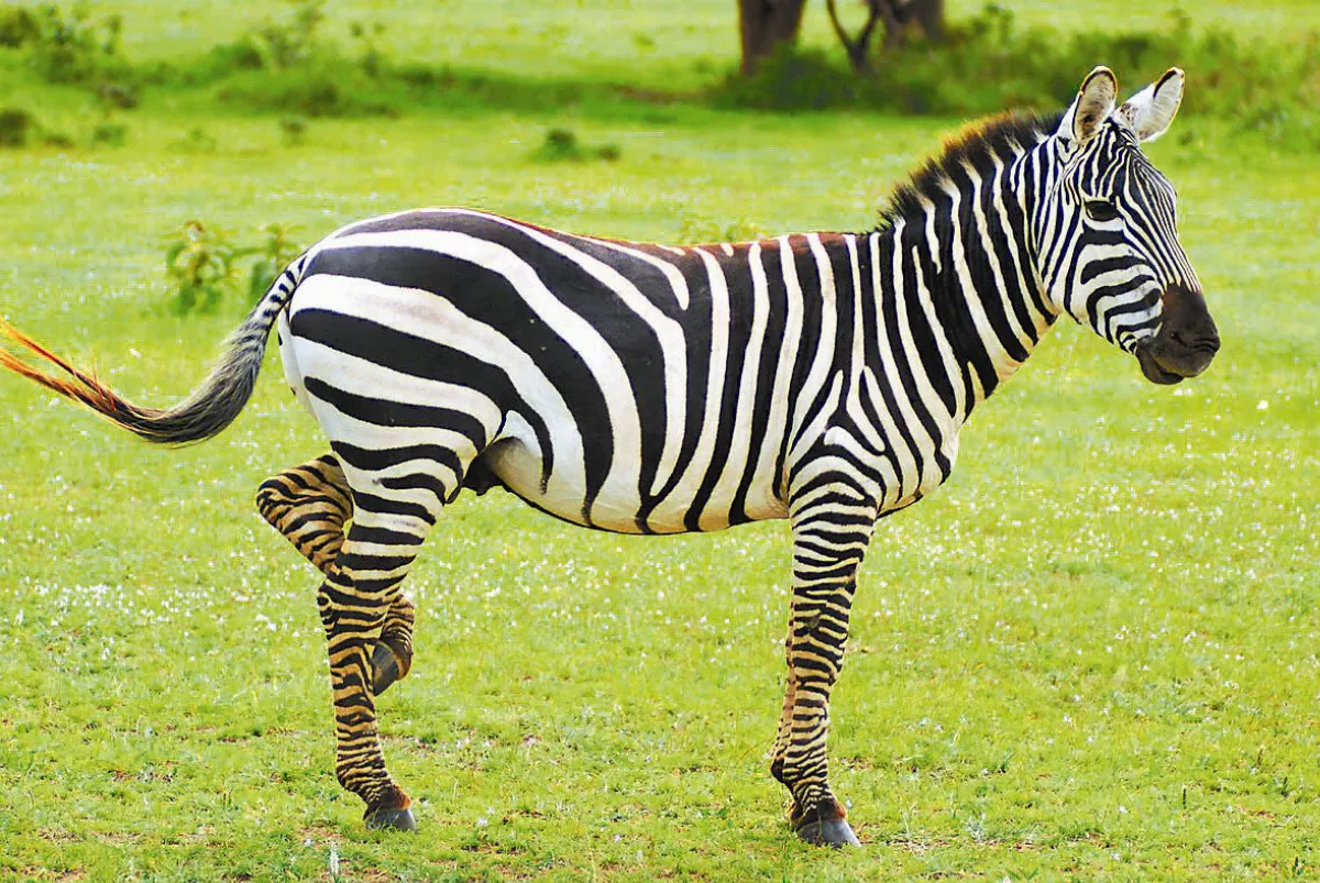 小世界大美麗斑馬