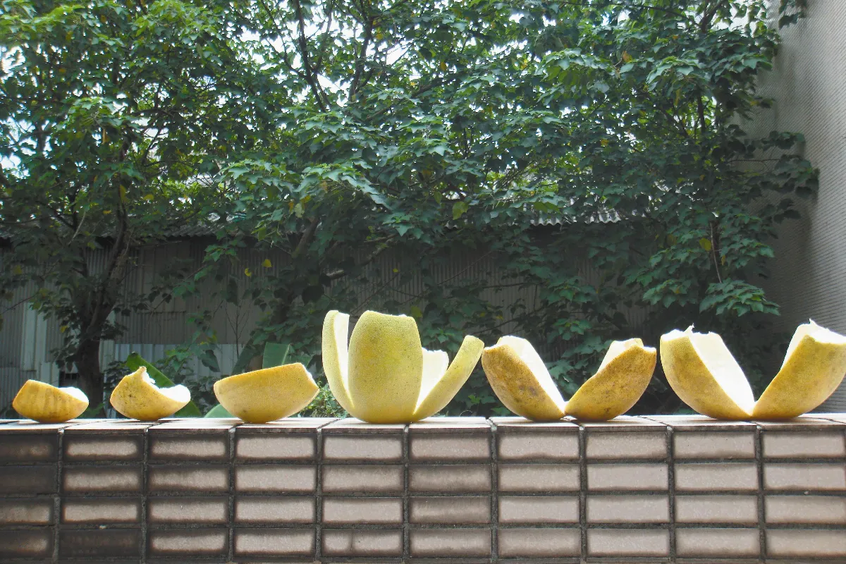 美好柚子全身是寶