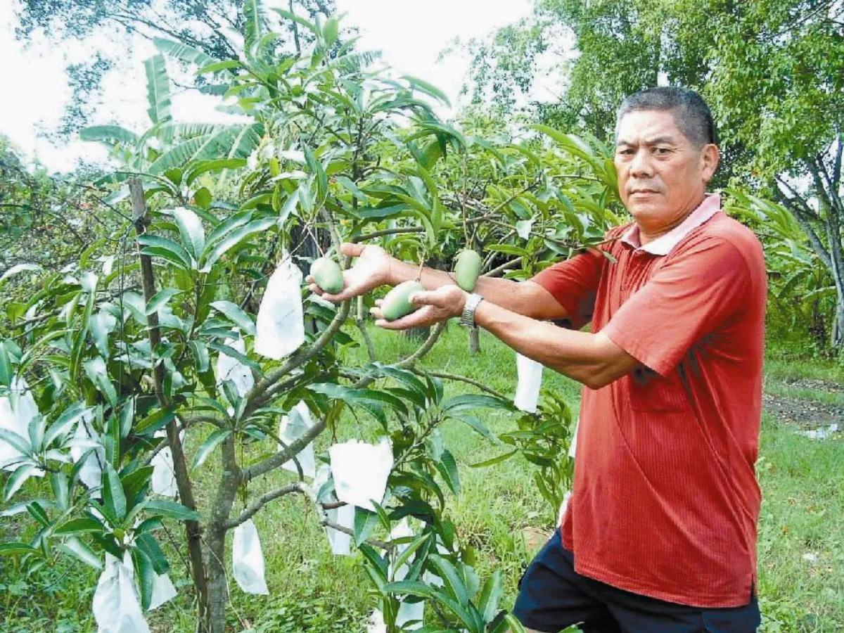 【社區部落格】栽種四季檨 整年有芒果