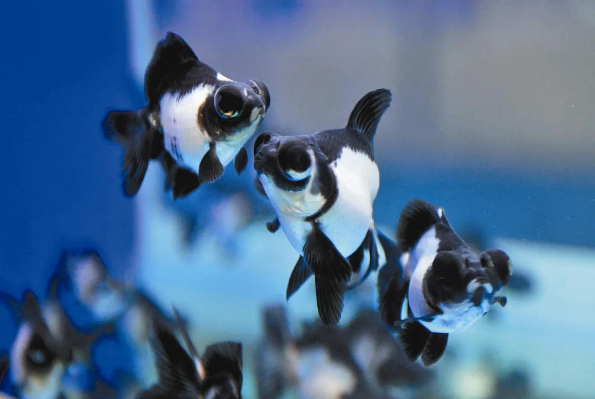 熊貓金魚 彌足珍貴