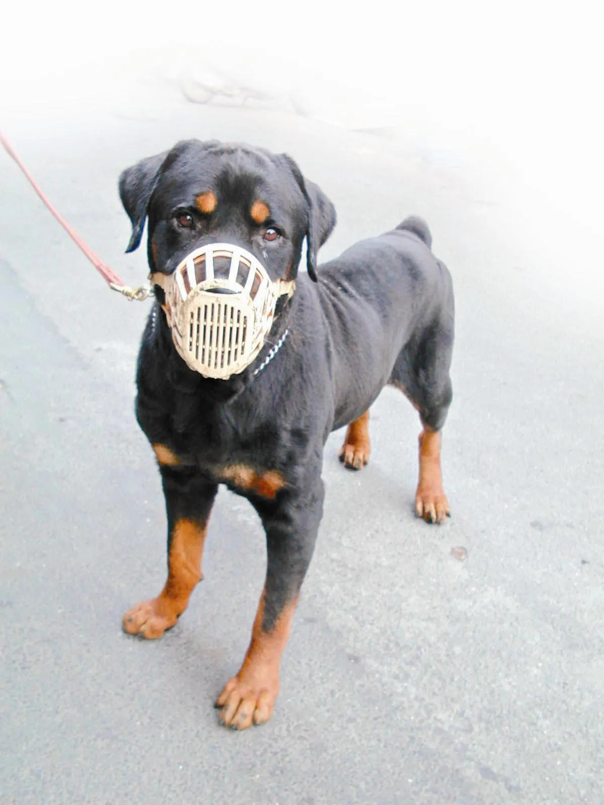 愛護動物  尊重他人