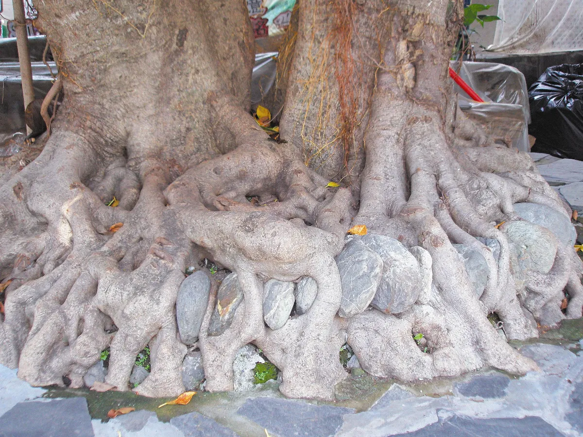 【生活快門】石在有趣
