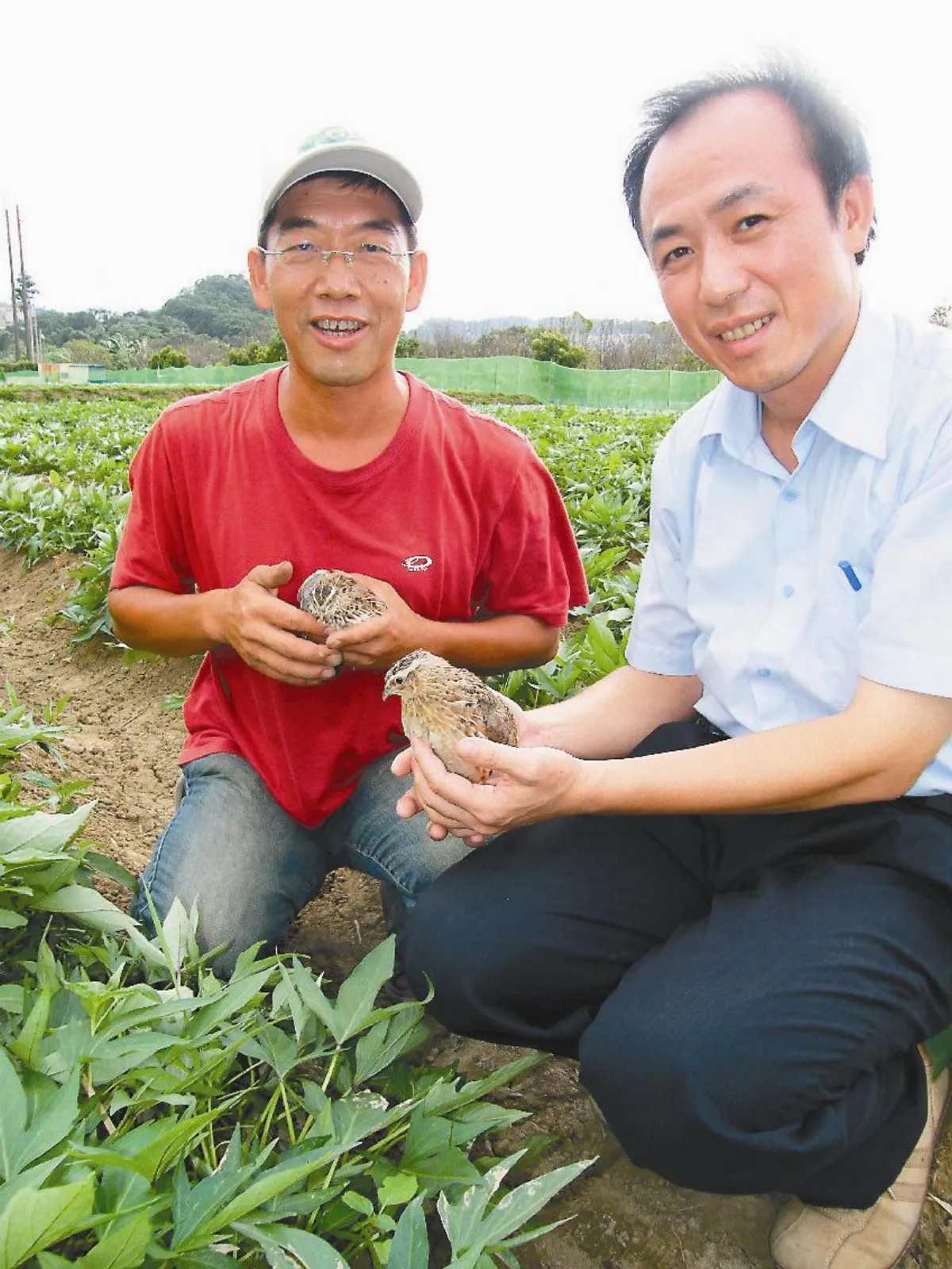 【社區部落格】養鵪鶉防害蟲 一舉數得