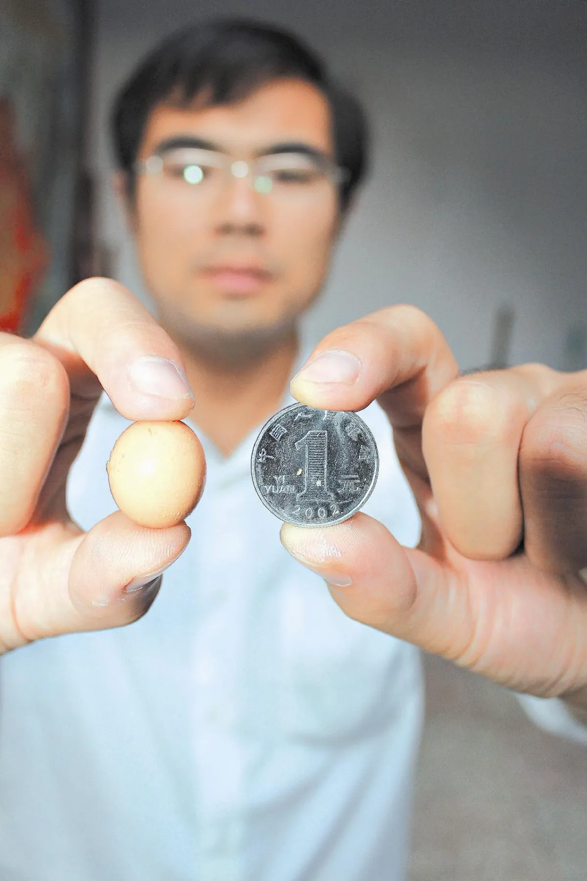 迷你蛋申請金氏紀錄