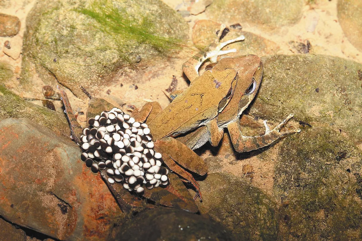 護蛙召集令幫青蛙過馬路