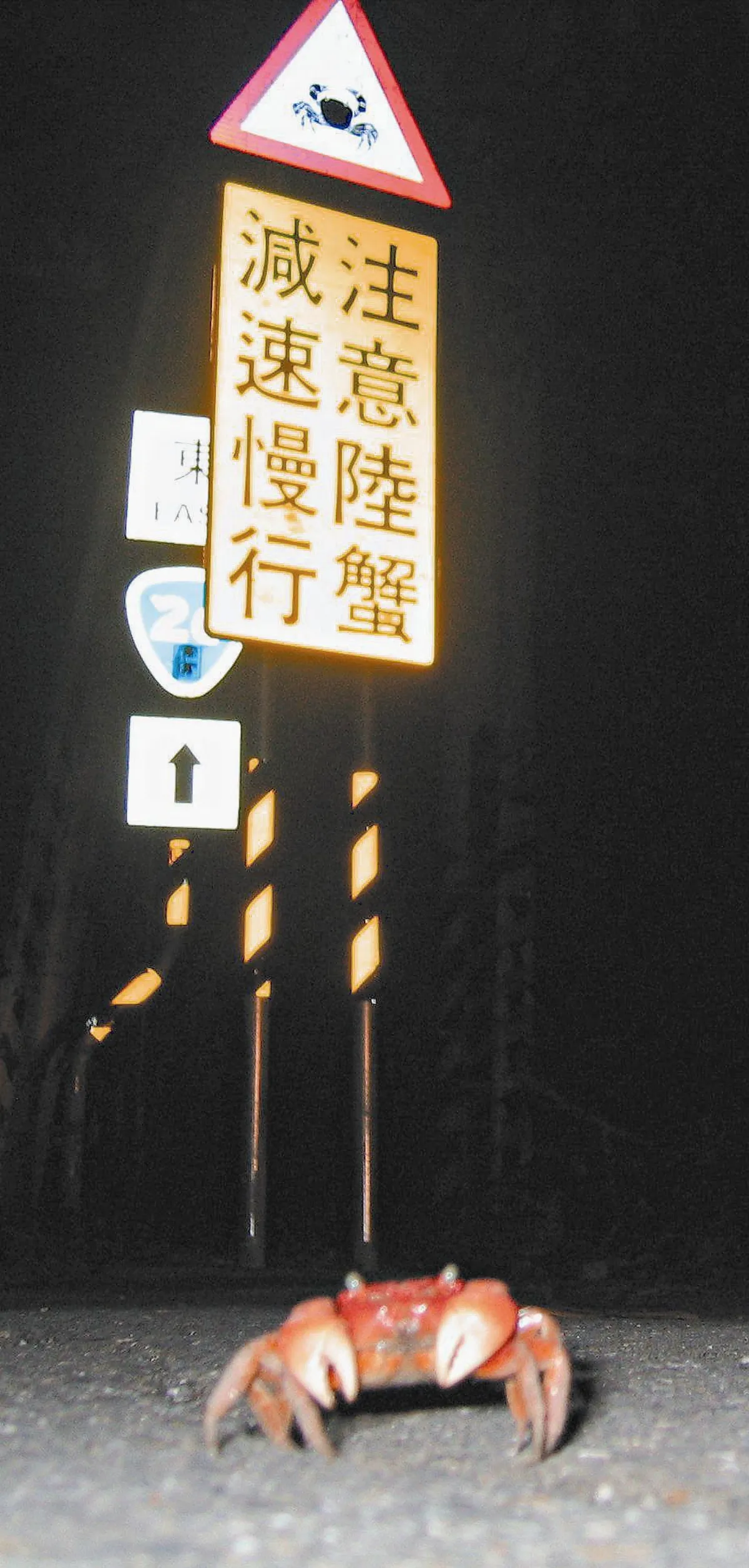 【生活快門】陸蟹媽媽 小心走