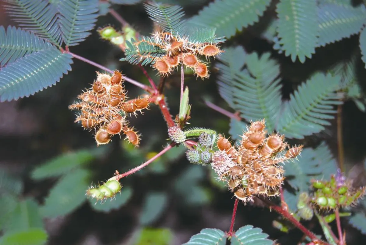 自然好好玩含羞草