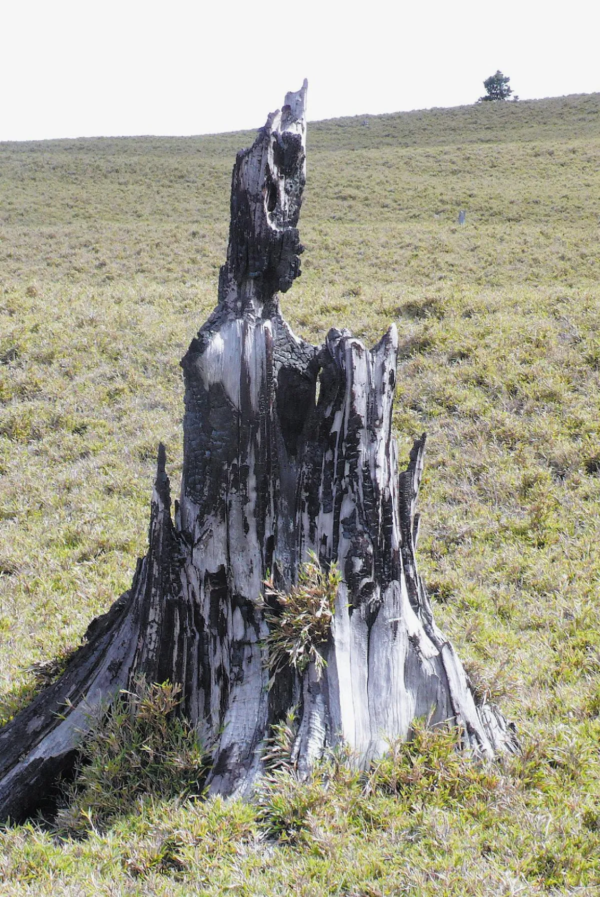 【生活快門】 焚身菩薩