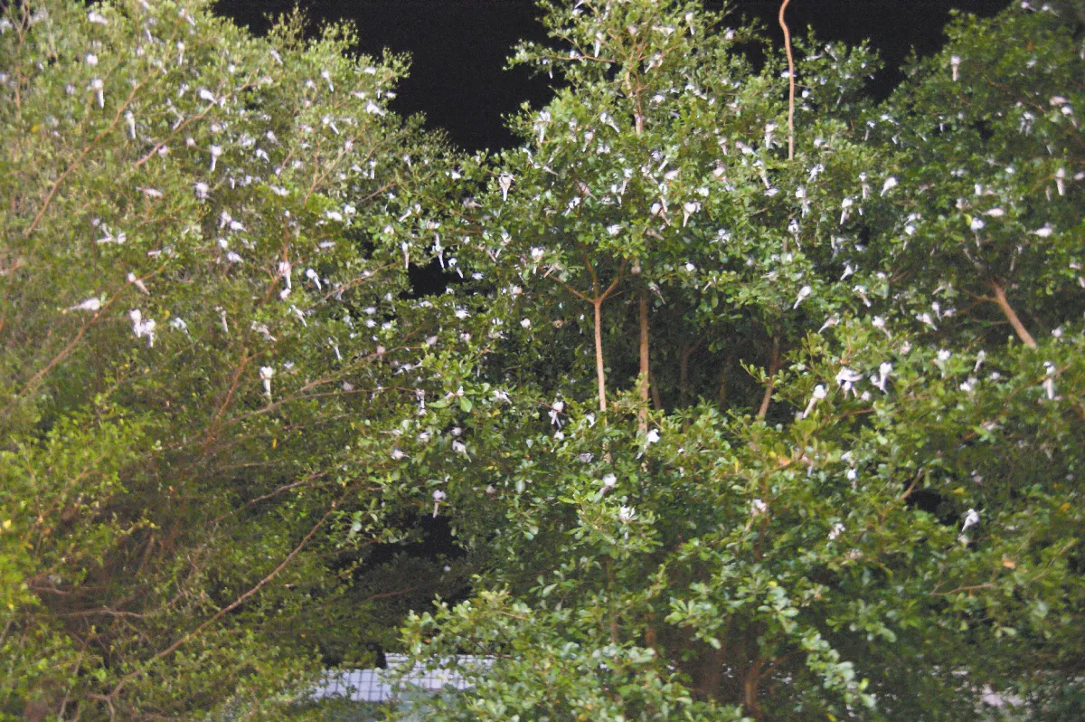 人鳥和諧 夜市樹梢 棲息百隻白鶺鴒