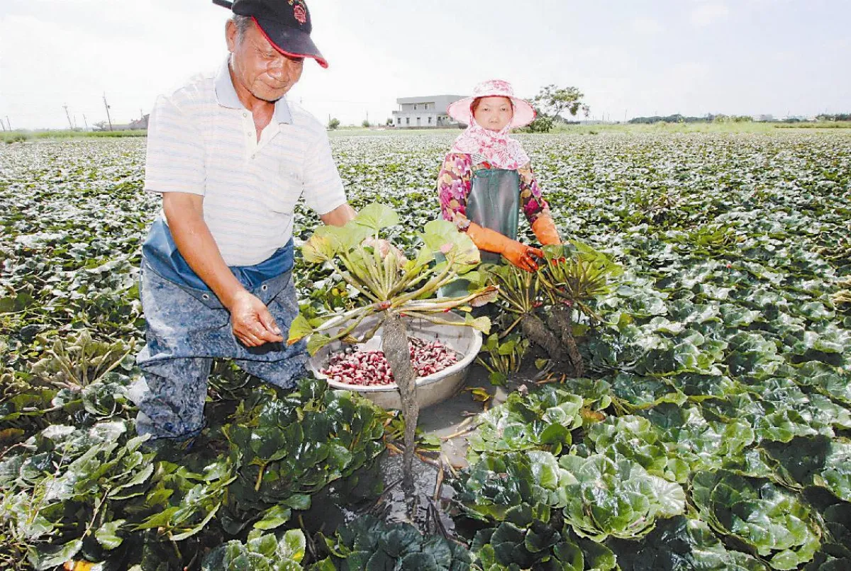 社區部落格  活水循環 種出紅菱角