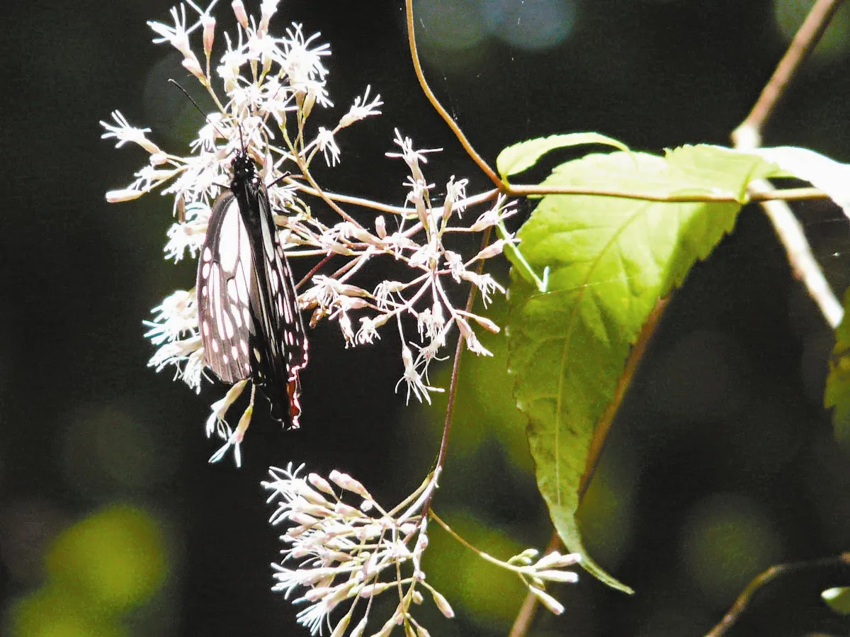 昆蟲大觀園  秋日賞蟲何處去？