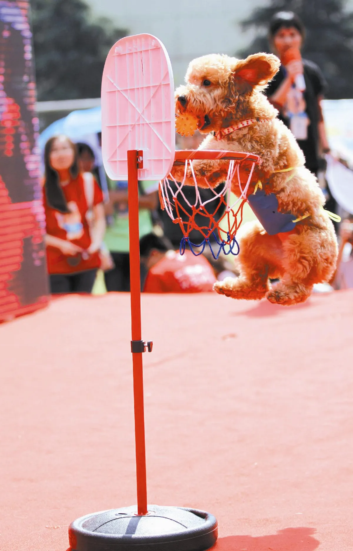 南京首屆犬類運動會