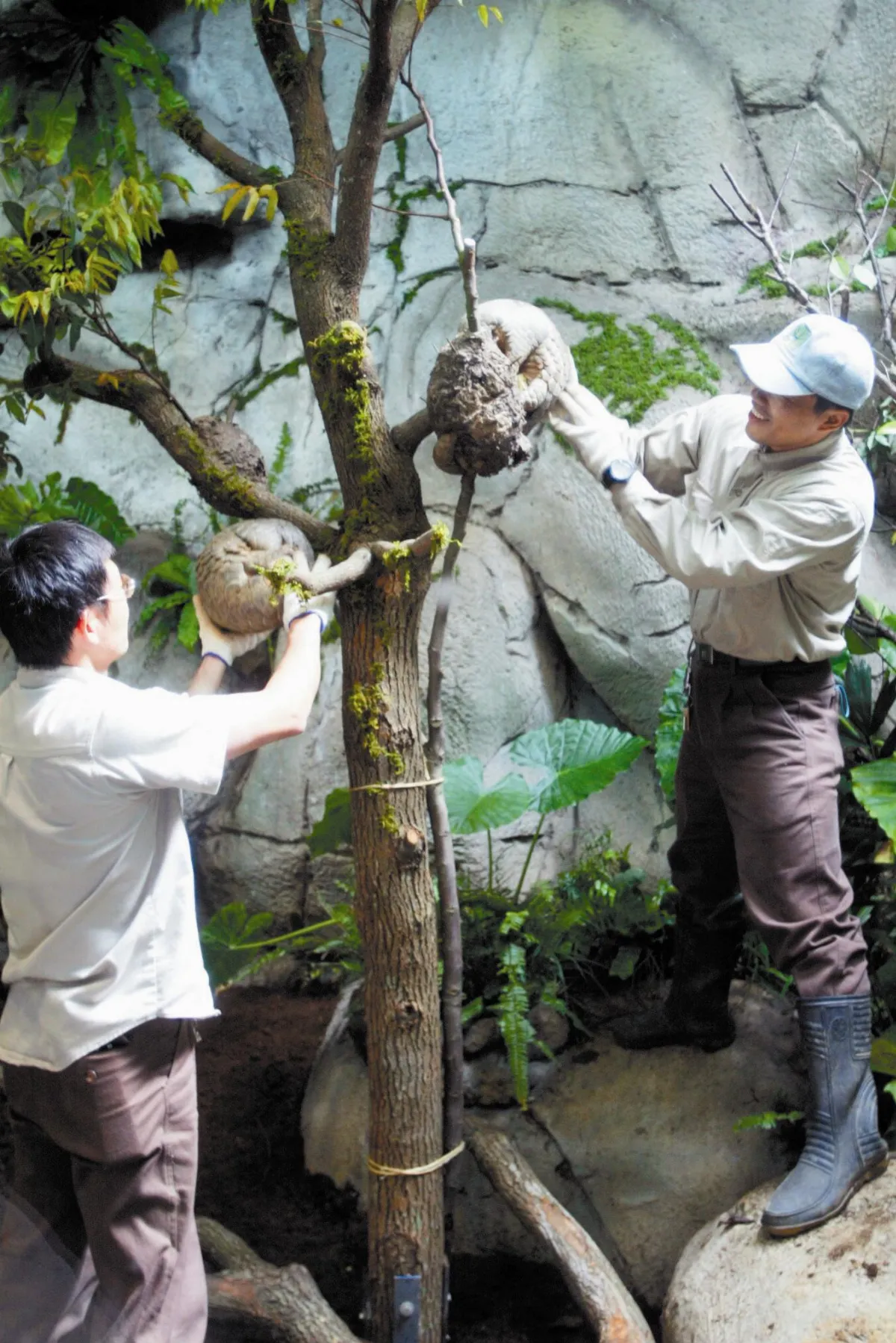 針對動物園動物死亡的感想