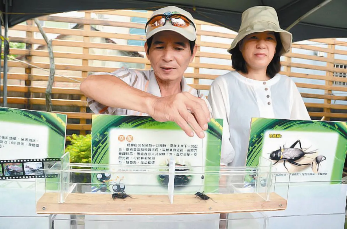 【社區部落格】蟋蟀達人 黑龍過江