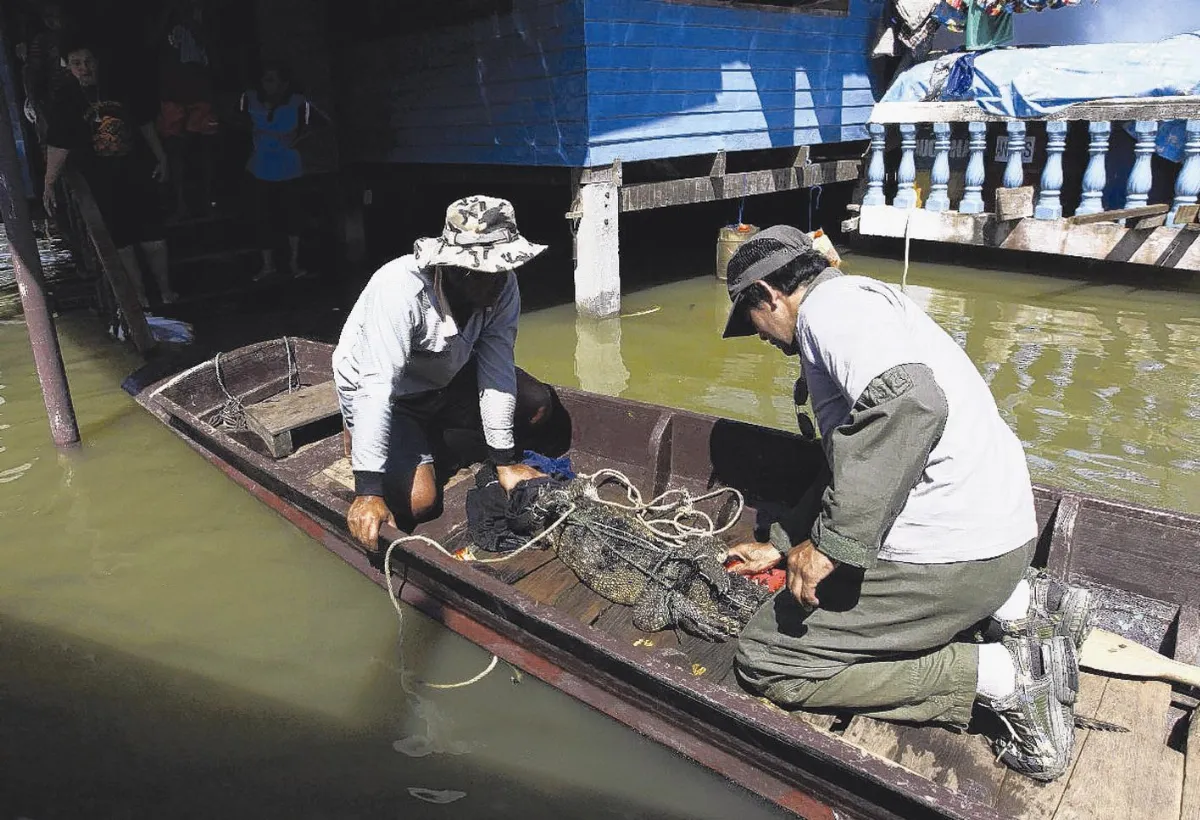 水災鱷魚成患 泰懸賞活捉