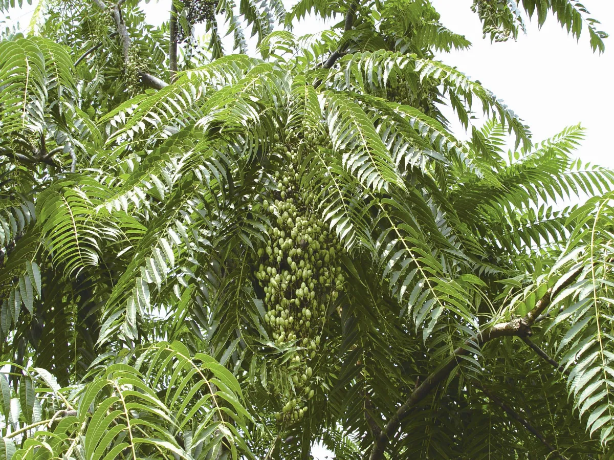 【中國文學植物學】植物特性與文學內容——植物與借喻2