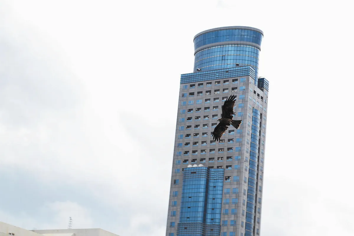 基隆港的黑鳶